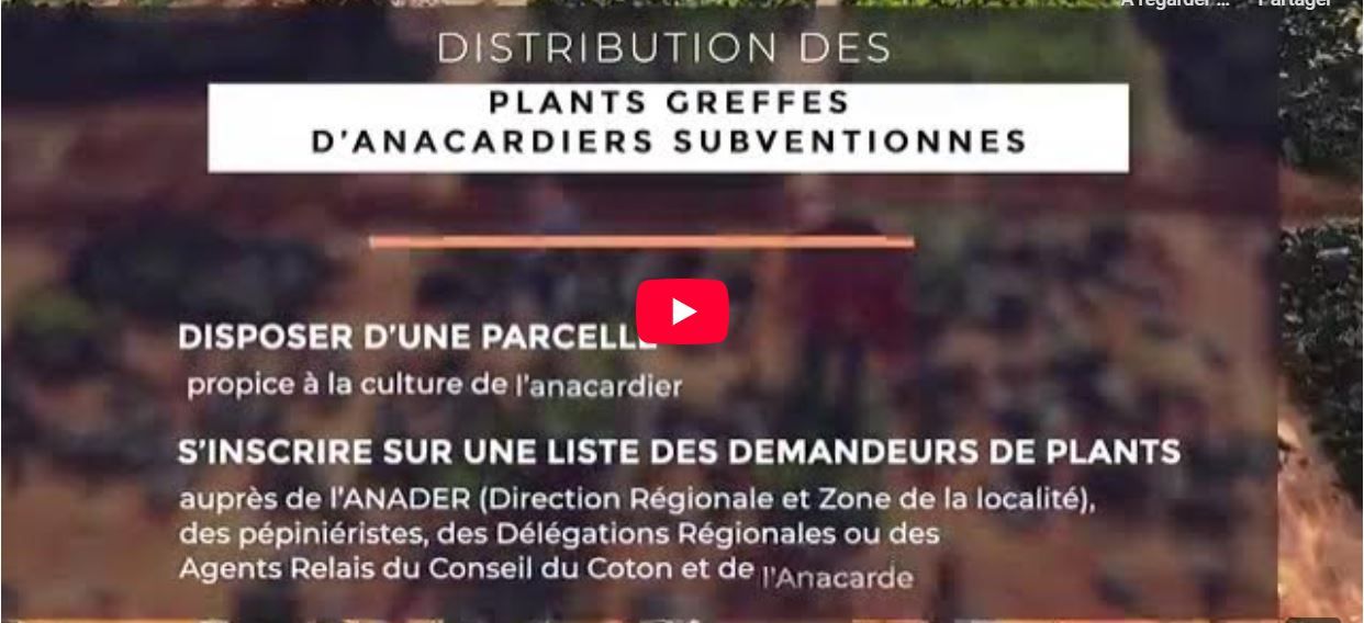Distribution de plants greffés d’anacardiers subventionnés 2025